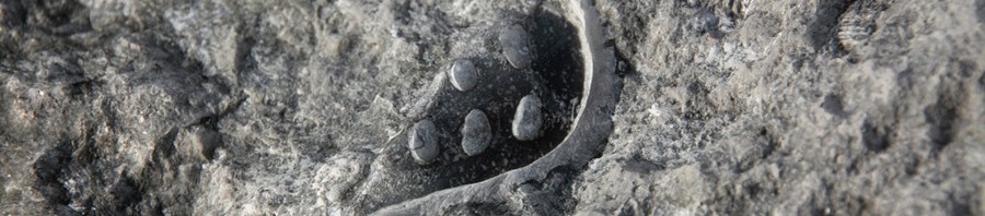 900_IMG_Archeosmart26